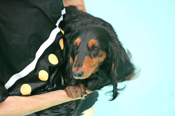 Whistler After Her Swimming Session
Cooling down after her swim in the pool.
Ključne besede: Whistler daschund swimming dog canine hydrotherapy Ritz Canine