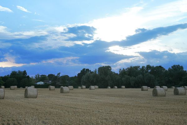 Whitecroft Sunset - 5 August 2005
Our neighbor farmer, Thomas Hawkins, planted a cereal crop on the field next to Whitecroft.  With it all rolled up nicely into bundles, Marjorie, Tapa, and I went to have a look at the big rolls at sunset.  Whitecroft is just visible in the trees.
Słowa kluczowe: Whitecroft sunset Thomas Hawkins bundles hay grass crops Lucies Farm