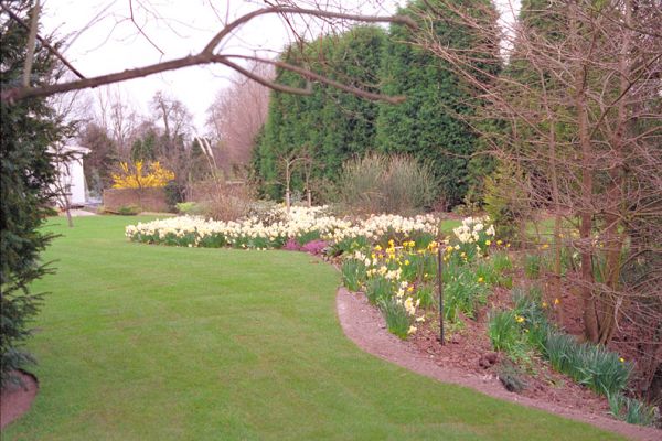 New Whitecroft Lawn and Daffodils
The lawn had been newly rolled out.  Only the contractor had removed all of our topsoil and essentially put the turf on clay.  Once it started to rain, the lawn drowned -- and had to be replaced.
Anahtar kelimeler: Whitecroft daffodils lawn grass