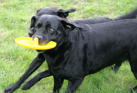 Wide-eyed Pursuit
Anahtar kelimeler: Yellow Frisbee dog toy Cole Otis Labradors dog hotel Lucies Farm