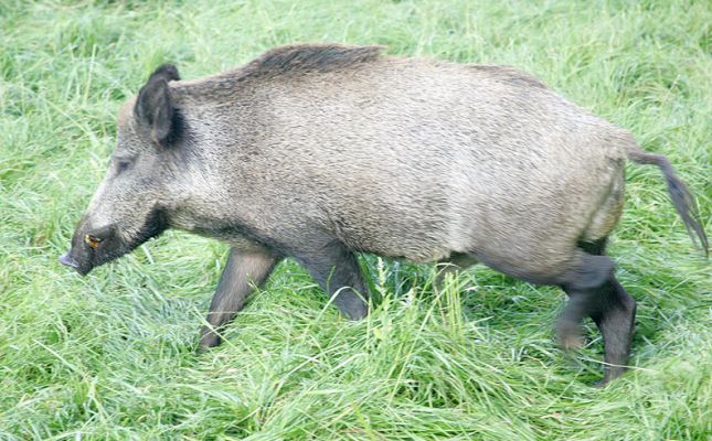 Our Newest Addition - Wild Boar
Having obtained our License to Keep Dangerous Wild Animals from the Malvern Hills District Council, we have just purchased a wild boar, sow, and four wild piglets from Cleeve House Farm.  Here's the boar as he took his first prowl around his field. 
Palabras Clave: Dangerous Wild Animals Malvern Hills District Council wild boar wild sow Cleeve House Farm