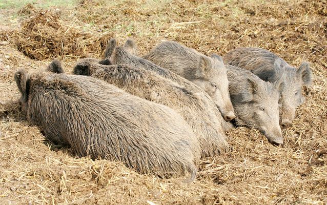 Wild Boar At Rest
The wild boar love the straw (etc.) from benath the Guernsey cow and Guernsey bull.  I guess it's warm and smells, well, "piggie."  They root around in it, sleep in it, and gradually convert it into soil.
Ključne besede: wild boar Guernsey straw soil Lucies Farm