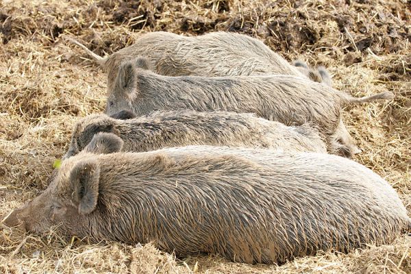 Wild Boar Sleeping in Rows
Anahtar kelimeler: Wild boar rows sleeping Lucies Farm