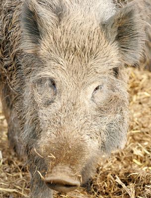 Wild Boar
A wild boar at Lucies Farm, 10 October 2005.
Mots-clés: wild boar Lucies Farm