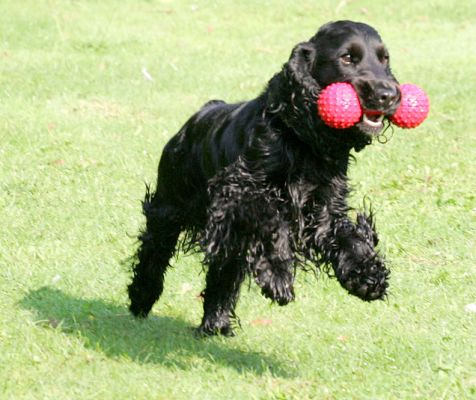 Woody Mid Air
Chasing a ball around the front garden, going airborne.
الكلمات الإستدلالية(لتسهيل البحث): Woody Cocker spaniel airborne Lucies Farm ball chasing garden dog boarding dog kennel