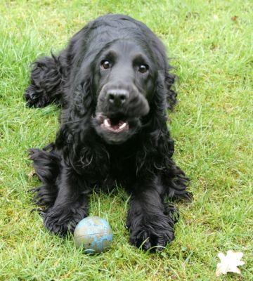 Woody Protecting the Ball
The bark was to tell me, "Stop taking these dumb pictures and throw the ball..."
Avainsanat: Woody dog ball Lucies Farm