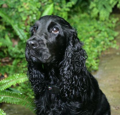 Woody
Klíčová slova: Woody dog hotel cocker spaniel dog boarding dog kennel Lucies Farm