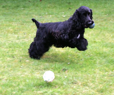 Woody Prancing With the Ball
Λέξεις-κλειδιά: Woody ball Lucies Farm dog