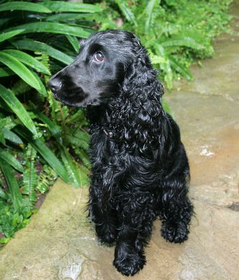 Woody
Schlüsselwörter: Woody cocker spaniel dog hotel dog boarding dog kennel Lucies Farm