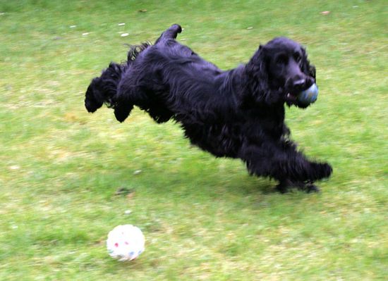 Woody Coming In For A Landing
I love watching dogs play ball with [i]two[/i] balls --- one in the mouth, one in play.  Which to catch?  Which to chew?  Decisions . .   Decisions . .
Keywords: Woody ball Lucies Farm dog