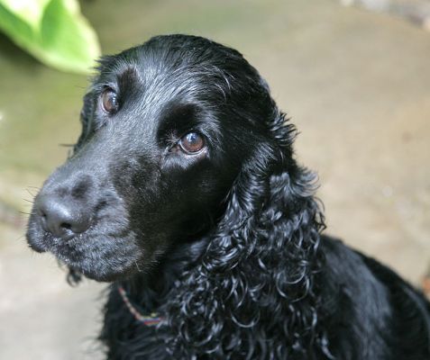 Woody Looking Sad
Dogs can be so tricky!  A moment before this photograph was taken, Woody was bouncing all over the place, happy as Larry.  But when the camera came out, he put on the soulful eyes.
Klíčová slova: Woody soulful eyes Cocker spaniel dog hotel dog boarding dog kennel Lucies Farm