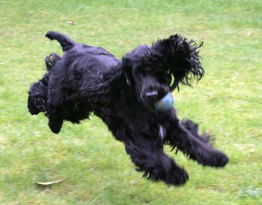 Woody in Mid-Air
Λέξεις-κλειδιά: Woody ball Lucies Farm dog