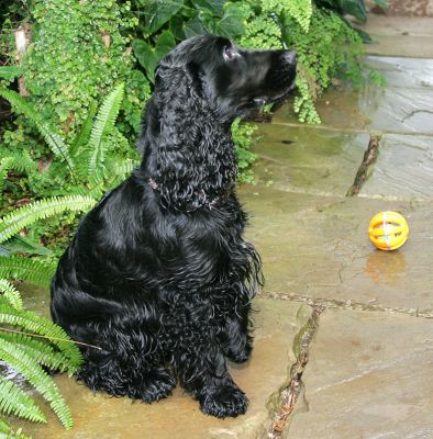 Woody -- More Interested in Cookie Than Ball
It [i]poured[/i] with rain today, so while Woody still had his walks and ball-playing, it was hard to take photos in the rain.  So this is one of those posed shots in our orchid house, with Woody more interested in the cookie (held just off camera, on the right) than in the yellow ball.
Klíčová slova: Woody cookie Cocker spaniel dog hotel dog portrait dog photographer Lucies Farm dog kennel