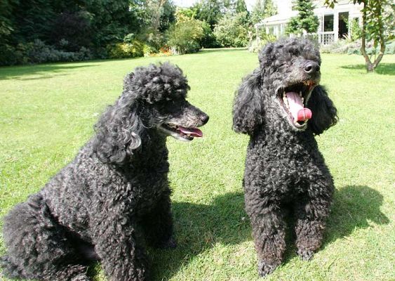 Bali and India
Having a great big yawn.
Keywords: Bali India minature French poodles Lucies Farm dog hotel dog resort dog kennel