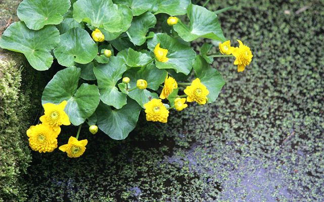 Whitecroft Garden
Pretty yellow flowers by Kiko's Duck Weed Pond - April 9, 2005.  We had some snow yesterday.
Anahtar kelimeler: yellow flowers duck weed garden Whitecroft