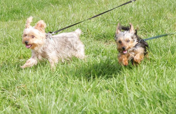 Out for a Walk
Ключови думи: Bonnie Maxi Yorkshire terrier dog Lucies Farm