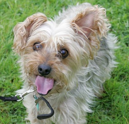Bonnie
Back from her walk
Słowa kluczowe: Bonnie Yorkshire terrier dog Lucies Farm