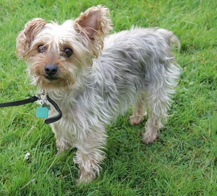 Bonnie
Pose for the camera . . .
الكلمات الإستدلالية(لتسهيل البحث): Bonnie Yorkshire terrier dog Lucies Farm