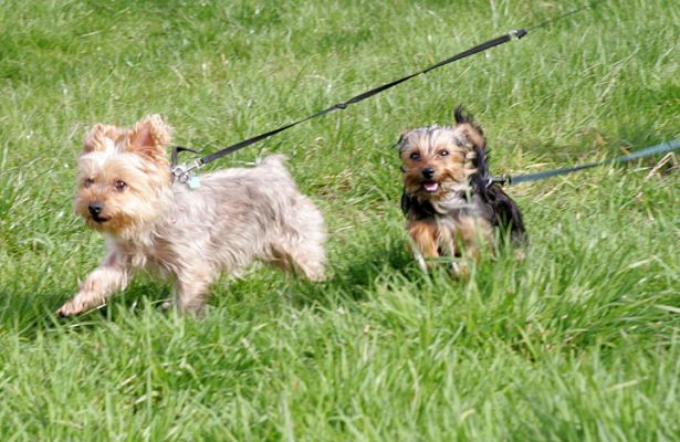 Bonnie and Maxi
Walking in the garden, with some of the rare English sunshine.
Ключови думи: Bonnie Maxi Yorkshire terrier dog Lucies Farm