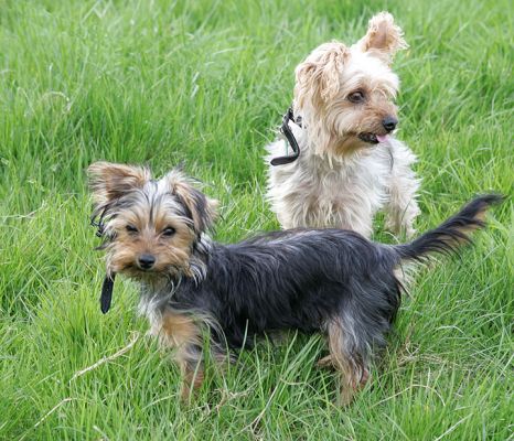 Maxi and Bonnie
Ключові слова: Bonnie Maxi Yorkshire terrier dog Lucies Farm