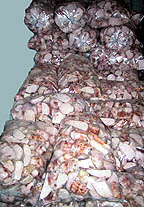 Peeled taro, waiting to be made into poi
Słowa kluczowe: taro poi
