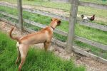 2ridgeback-chicken.jpg