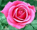 Garden-Rose-web.jpg