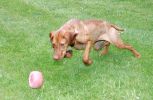 Jessie-Pippa1.jpg