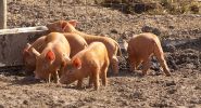 Ratcatcher-0022-web.jpg