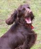 a-poppy-yawn.jpg