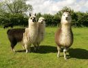 alpacas~0.jpg