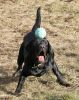 ball8.jpg