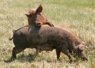 boar-greeting.jpg
