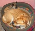 brutus-peepee-bed1.jpg