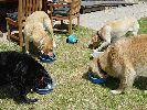dog4.jpg