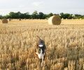 hay-dog.jpg