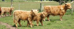 highland-group.jpg