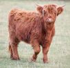 highland5.jpg