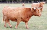 highland7.jpg
