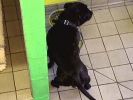 lennox-eating.jpg