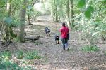 lords-wood6.jpg