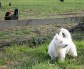 m1-chickens.jpg