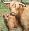 mom-calf3.jpg