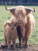 mom-cow.jpg