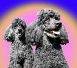 poodle-portrait.jpg