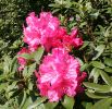 rhod-garden.jpg