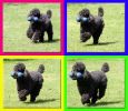 running-poodle.jpg