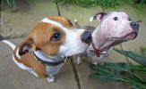 snoopy-missy1.jpg