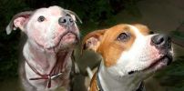 snoopy-missy3.jpg
