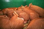 tamworths-sleeping.jpg